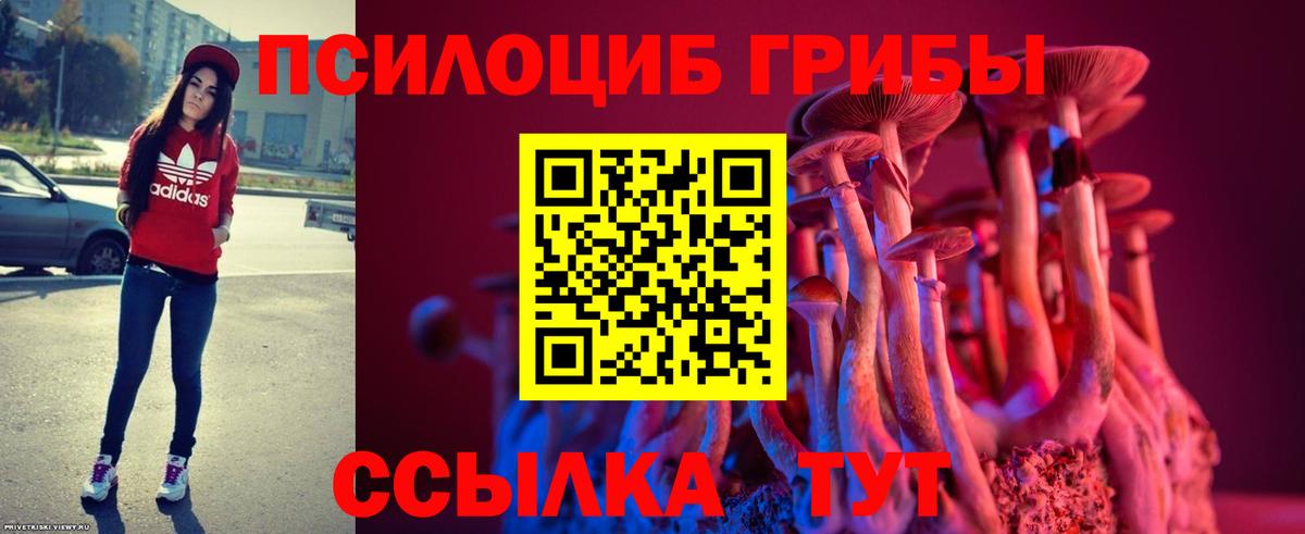 Чайковский  Галлюциногенные грибы Psilocybe  Вход с VPN 